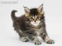 Nadja of Maine Coon Castle 5 Wochen alt, 620g