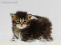 Nadja of Maine Coon Castle 3 Wochen alt, 450g