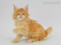 Nanny of Maine Coon Castle 6 Wochen alt, 755g