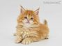 Nanny of Maine Coon Castle 5 Wochen alt, 688g