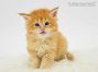 Nanny of Maine Coon Castle 4 Wochen alt, 581g