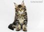 Neo of Maine Coon Castle 10 Wochen alt, 1705g