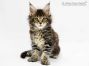 Neo of Maine Coon Castle 8 Wochen alt, 1330g