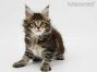 Neo of Maine Coon Castle 7 Wochen alt, 1027g