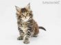 Neo of Maine Coon Castle 6 Wochen alt, 917g