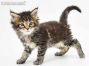 Neo of Maine Coon Castle 5 Wochen alt, 763g