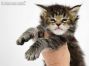 Neo of Maine Coon Castle 4 Wochen alt, 620g