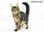 Paula of Maine Coon Castle 4 Monate alt, 2230g