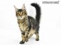 Paula of Maine Coon Castle 4 Monate alt, 2230g