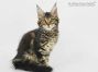 Paula of Maine Coon Castle 13 Wochen alt, 1705g