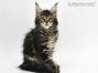 Paula of Maine Coon Castle 10 Wochen alt, 1310g