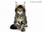 Paula of Maine Coon Castle 8 Wochen alt, 995g