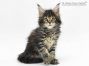 Paula of Maine Coon Castle 7 Wochen alt, 875g