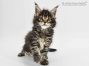 Paula of Maine Coon Castle 6 Wochen alt, 780g