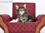 Paula of Maine Coon Castle 5 Wochen alt, 713g