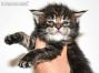 Paula of Maine Coon Castle 3 Wochen alt, 470g