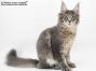 Peer of Maine Coon Castle 5 Monate alt, 3590g