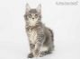 Peer of Maine Coon Castle 13 Wochen alt, 1885g