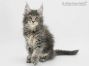 Peer of Maine Coon Castle 10 Wochen alt, 1375g