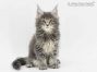 Peer of Maine Coon Castle 8 Wochen alt, 1005g