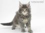 Peer of Maine Coon Castle 7 Wochen alt, 845g