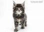 Peer of Maine Coon Castle 6 Wochen alt, 780g