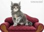 Peer of Maine Coon Castle 5 Wochen alt, 760g