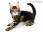 Pia of Maine Coon Castle 8 Wochen alt, 935g