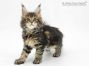 Pia of Maine Coon Castle 7 Wochen alt, 820g