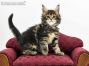 Pia of Maine Coon Castle 5 Wochen alt, 713g