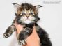 Pia of Maine Coon Castle 3 Wochen alt, 462g