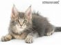 Sly of Maine Coon Castle 10 Wochen alt, 1349g