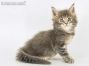 Sly of Maine Coon Castle 6 Wochen alt, 635g
