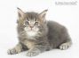 Sly of Maine Coon Castle 5 Wochen alt, 512g