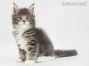 Stany of Maine Coon Castle 8 Wochen alt, 816g