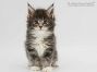 Stany of Maine Coon Castle 7 Wochen alt, 639g