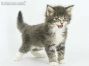 Stany of Maine Coon Castle 6 Wochen alt, 548g