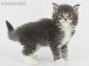 Stany of Maine Coon Castle 5 Wochen alt, 476g