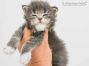 Stany of Maine Coon Castle 3 Wochen alt, 331g