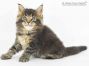 Ein XXL Maine Coon Mädchen im Katerformat