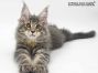 Tapsy of Maine Coon Castle 13 Wochen alt, 2250g