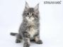 Tapsy of Maine Coon Castle 10 Wochen alt, 1412g