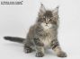 Tapsy of Maine Coon Castle 8 Wochen alt, 1064g