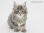 Tapsy of Maine Coon Castle 7 Wochen alt, 904g