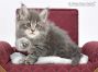 Tapsy of Maine Coon Castle 6 Wochen alt, 766g