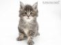 Tapsy of Maine Coon Castle 5 Wochen alt, 624g