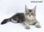 Thea of Maine Coon Castle 10 Woche alt, 1240g