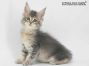 Thea of Maine Coon Castle 8 Woche alt, 1010g