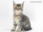 Thea of Maine Coon Castle 7 Woche alt, 841g