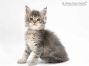 Thea of Maine Coon Castle 6 Woche alt, 681g